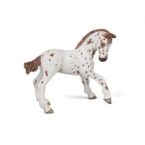 POTRO APPALOOSA MARRON
