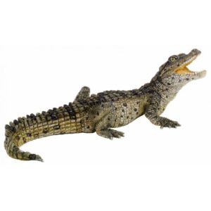 Cria Cocodrilo