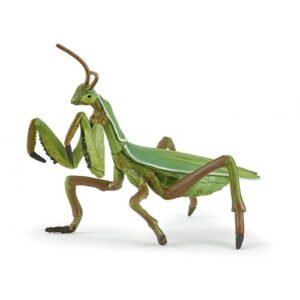 MANTIS RELIGIOSA