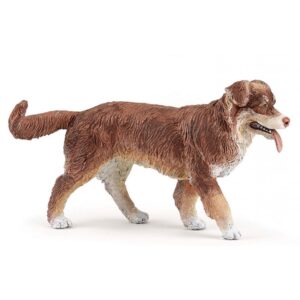 Pastor Australiano - Papo