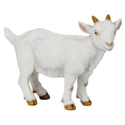 CABRITO BLANCO-PAPO 51146