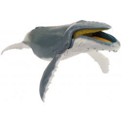 Ballena Jorobada Papo