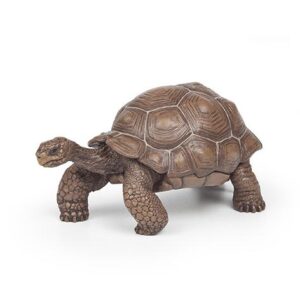TORTUGA DE GALAPAGOS