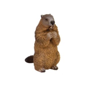 Marmota