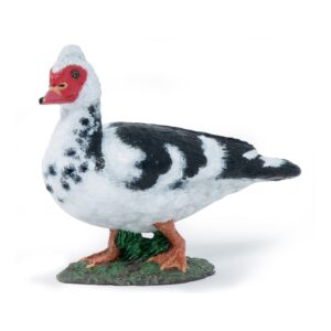 Pato de Barbarie - Papo