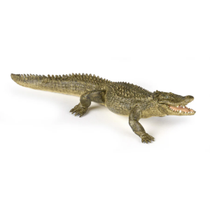 CAIMAN