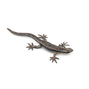 LAGARTO COMUN